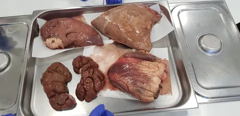 Principiul de activitate a unui organ din sistemele vitale este: ,,Totul sau nimic ". — fotografia 2