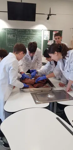 Principiul de activitate a unui organ din sistemele vitale este: ,,Totul sau nimic ". — fotografia 4