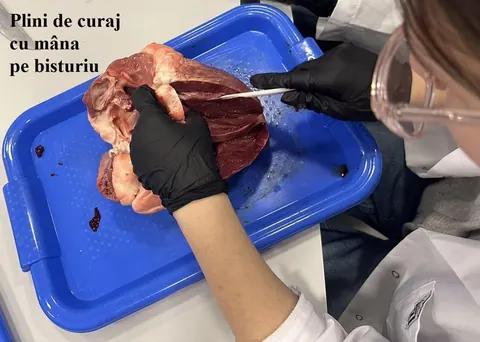 Activitate practică – lecția de biologie, Da Vinci — fotografia 2